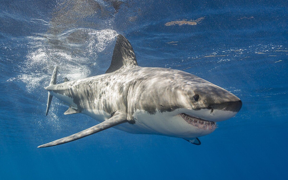 Белая акула