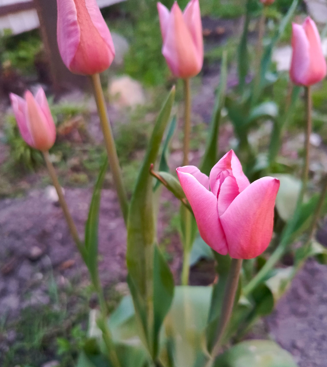 Тюльпанчики)