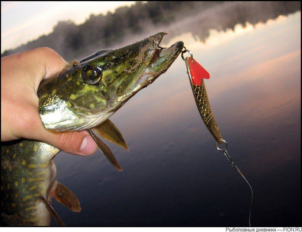 Фото с сайта: https://klev26.ru/wp-content/uploads/e/a/e/eaec9f6605748fec54922cb80b621cde.jpeg