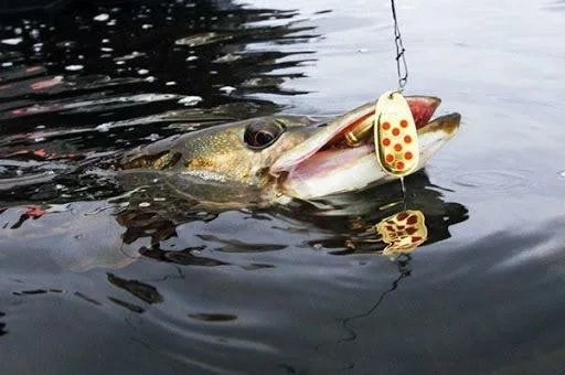 Фото с сайта: https://sun1-30.userapi.com