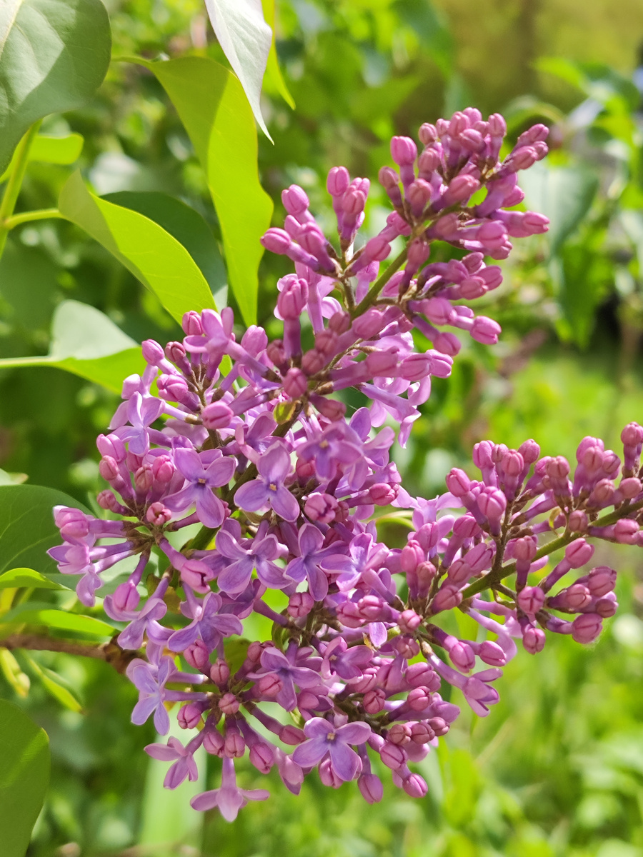 Превосходное цветение Сирени ✨