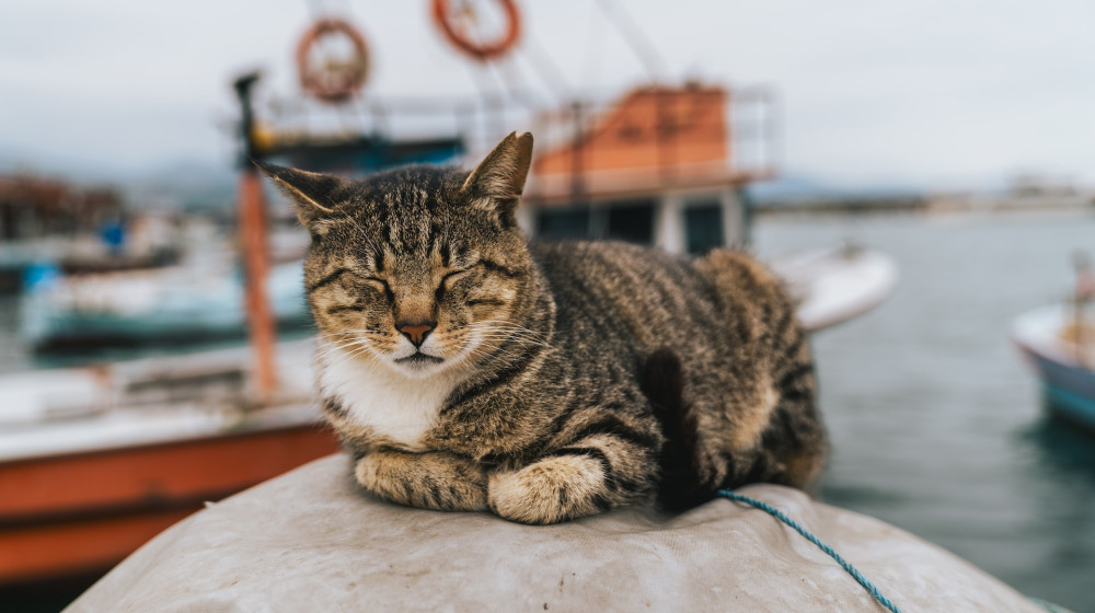    Самые древние домашние кошки США погибли в испанском кораблекрушении 1559 года