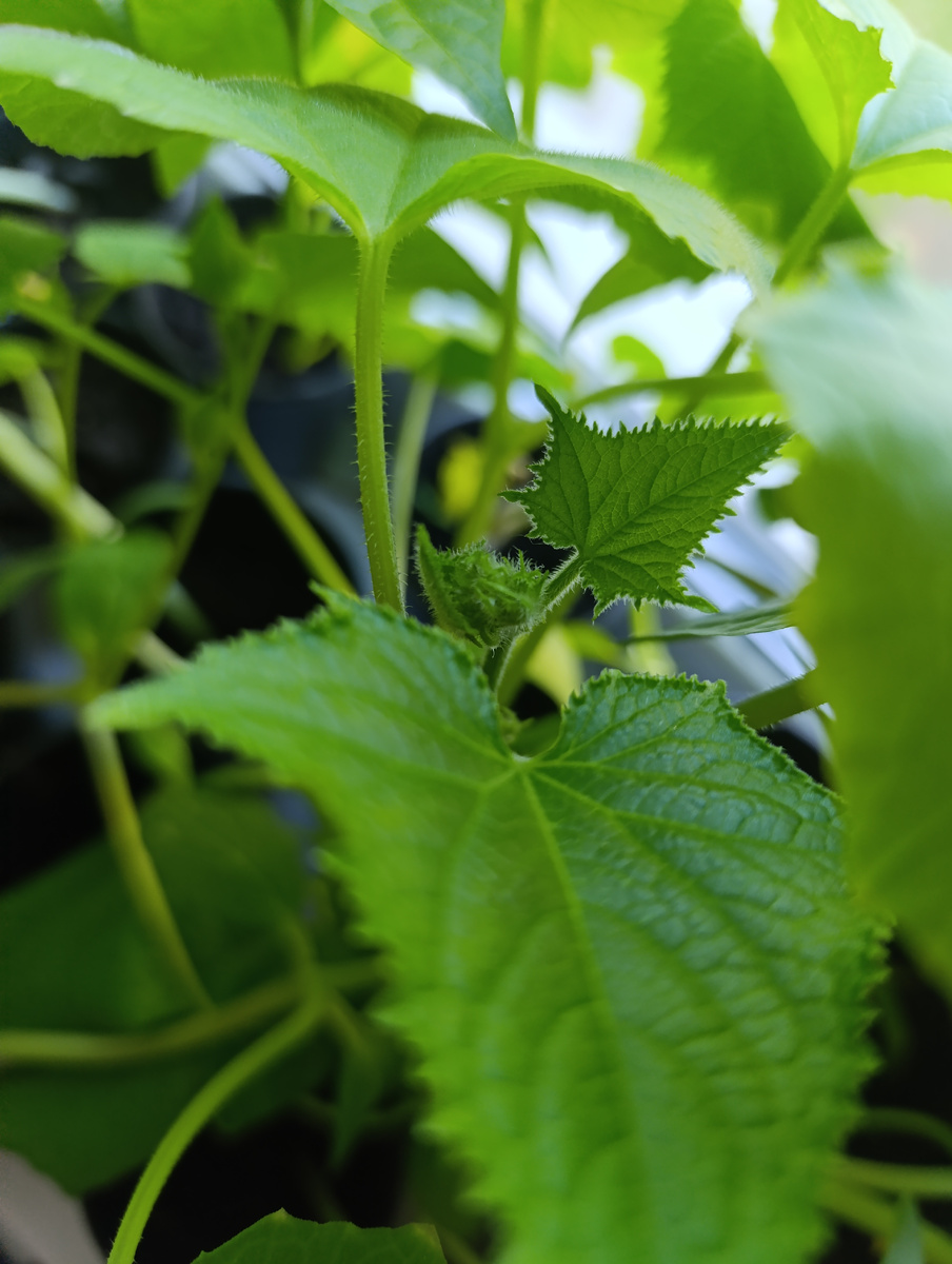 Рассада,готова к высадке.