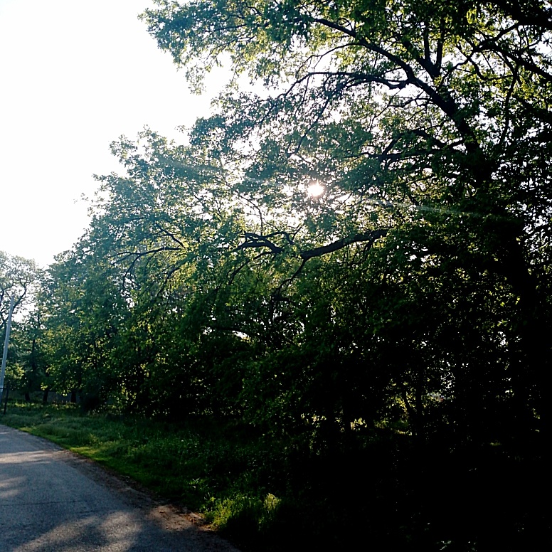 Дубовая роща