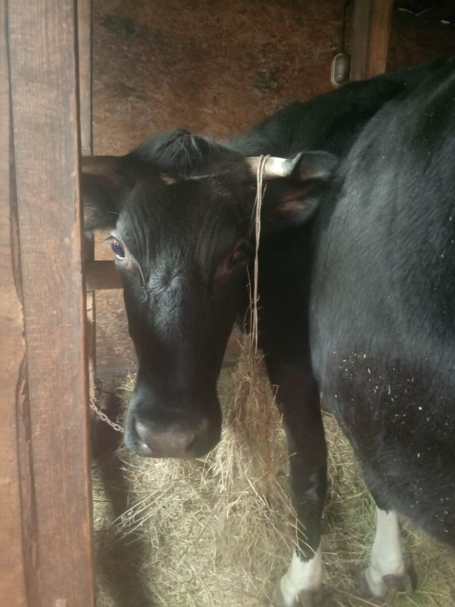 Фото из архива нашего лпх. Фифа 🤗