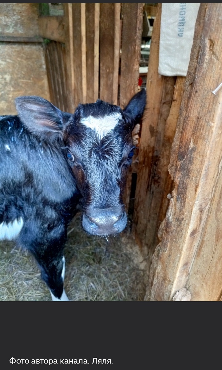 Фото из архива нашего канала. Лялька 2024 