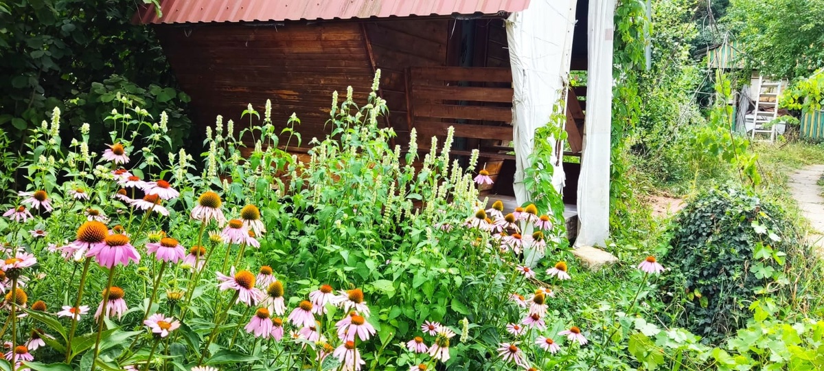 Наш апидомик.