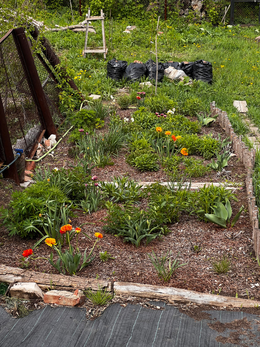  Тюльпаны разных цветов и разных сроков цветения. Начали свой марафон в конце второй декады апреля. 
