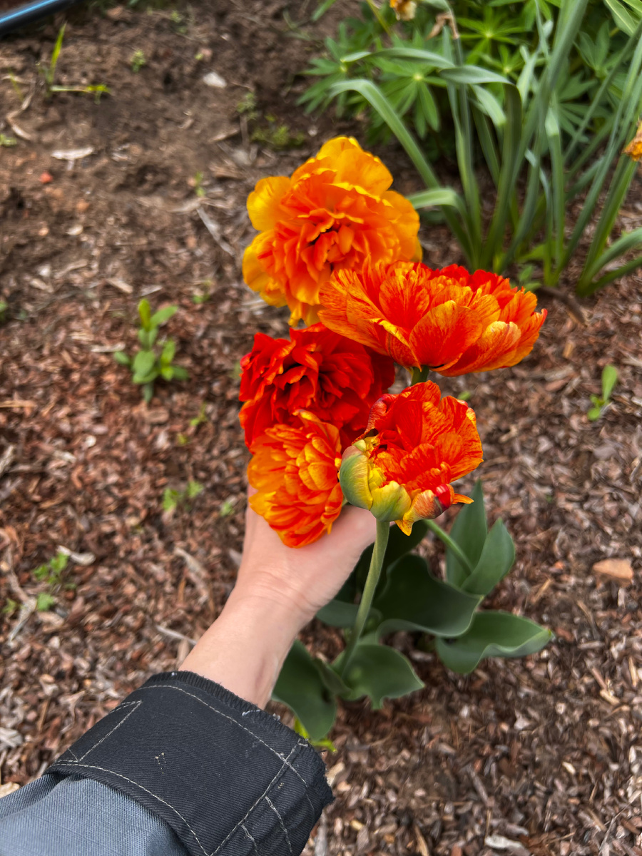 Тюльпаны сорта Фримен. Красивущие, как пионы. Вот только незадача. Точно было в покупке 15 штук. Рассаживала по 5 луковиц, обнаружены в цветении только 10. Куда потерялись еще 5?