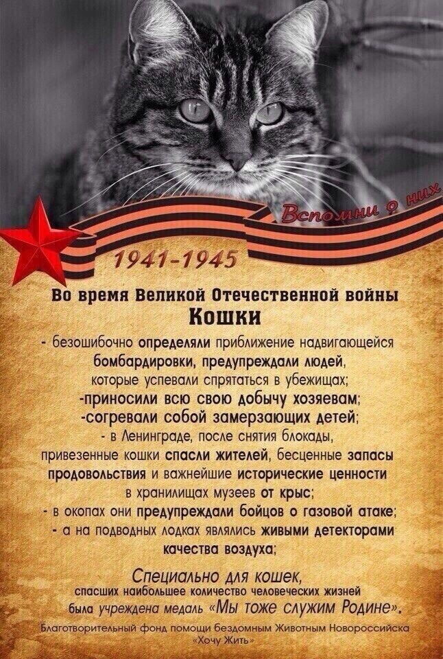 Источник фото: https://vk.com/wall-130957060?q=%D0%B4%D0%B5%D0%BD%D1%8C%20%D0%B6%D0%B8%D0%B2%D0%BE%D1%82%D0%BD%D1%8B%D1%85&z=photo-130957060_457246077%2Fwall-130957060_4810
