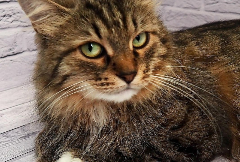 ❗ДОМА❗Незаметная, тихая, всё время лежащая в уголке своего бокса... Наша Ляля, любимая малышка, которой очень нужен дом!🏠