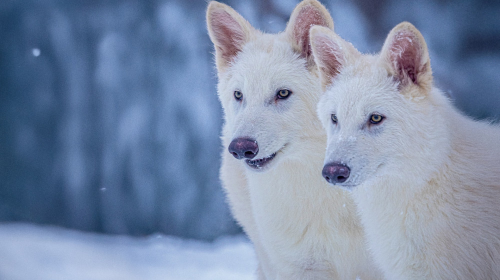    Удивительная правда о родстве ужасных волков и серых волков