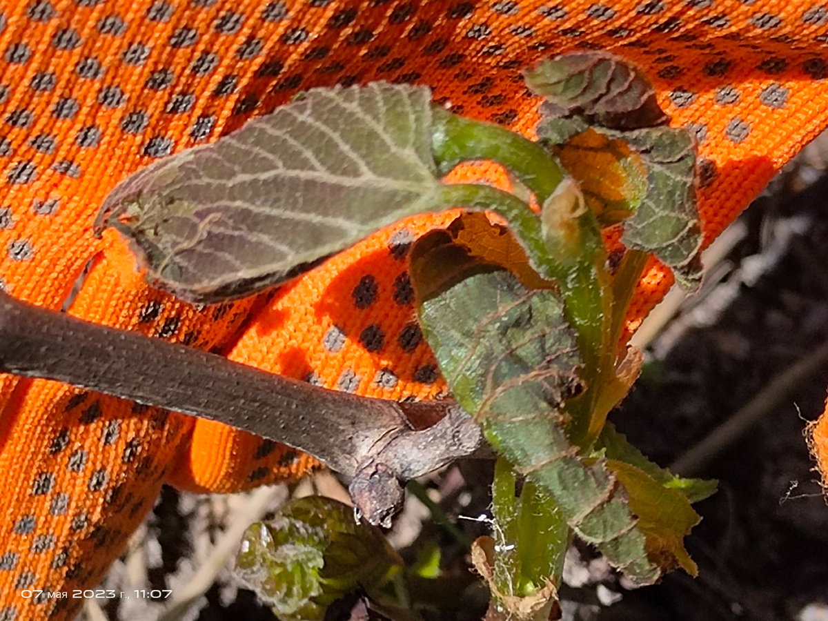 Побитые заморозком побеги винограда. Архив мая 2023 