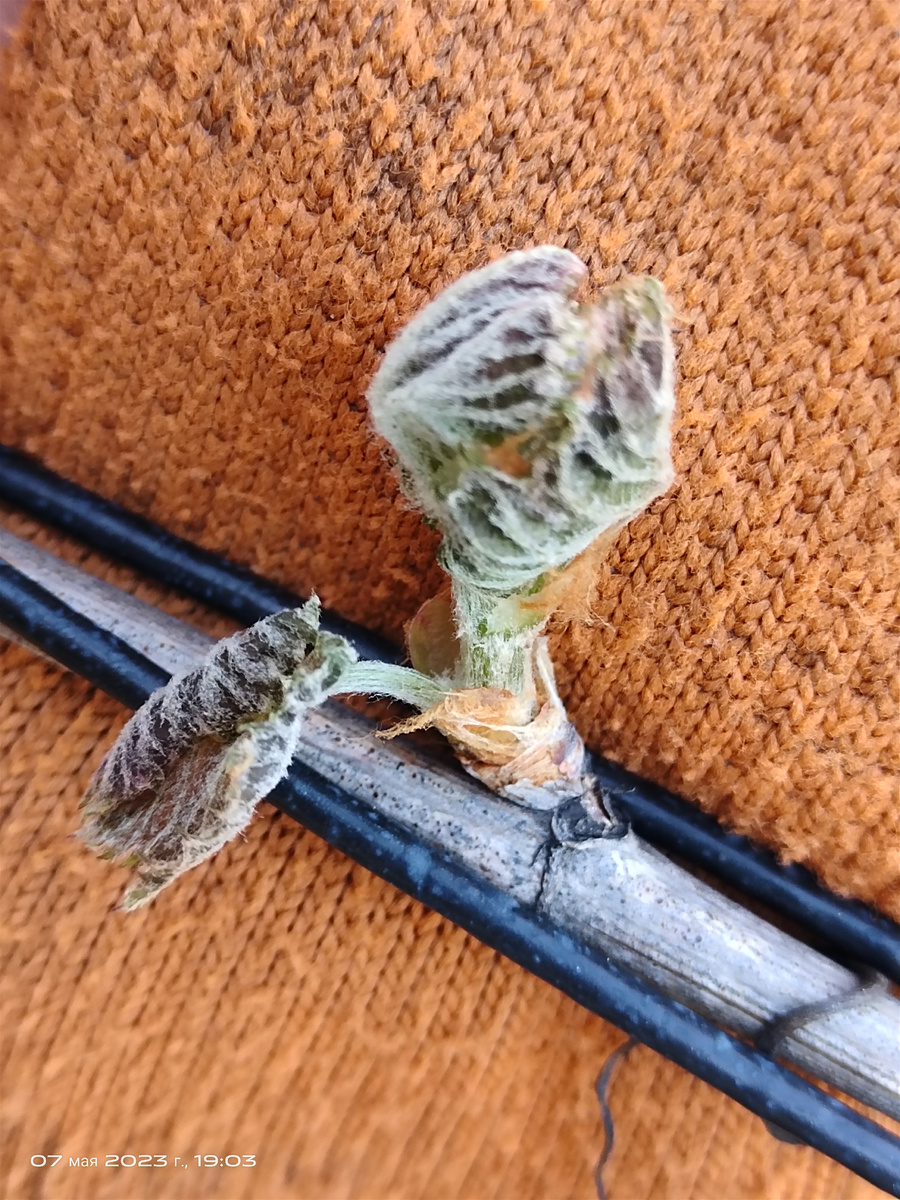 Подмороженный побег винограда 