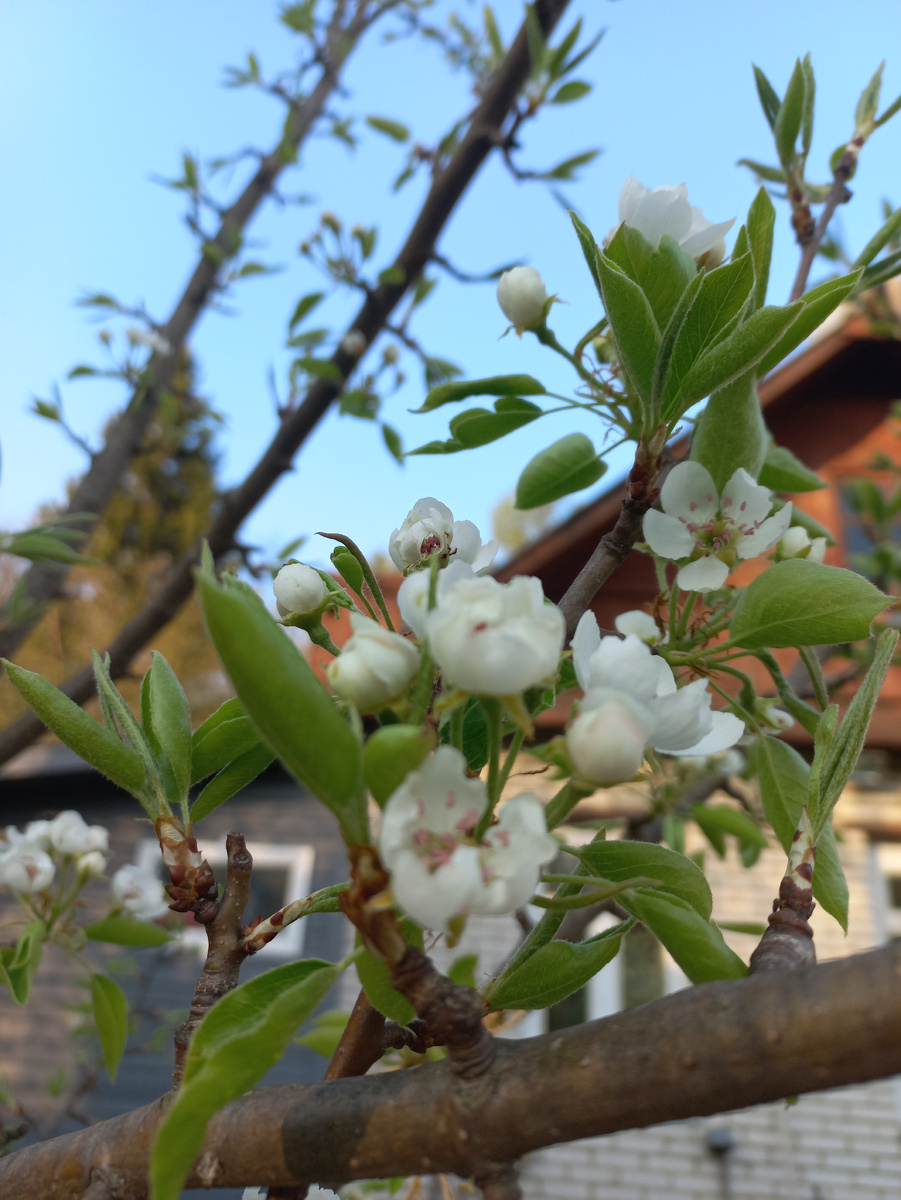 Груша. Сорт не знаю. Фото автора.