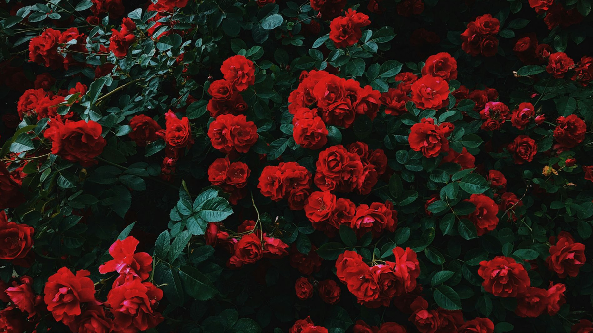 Как правильно подготовить почву для посадки роз?