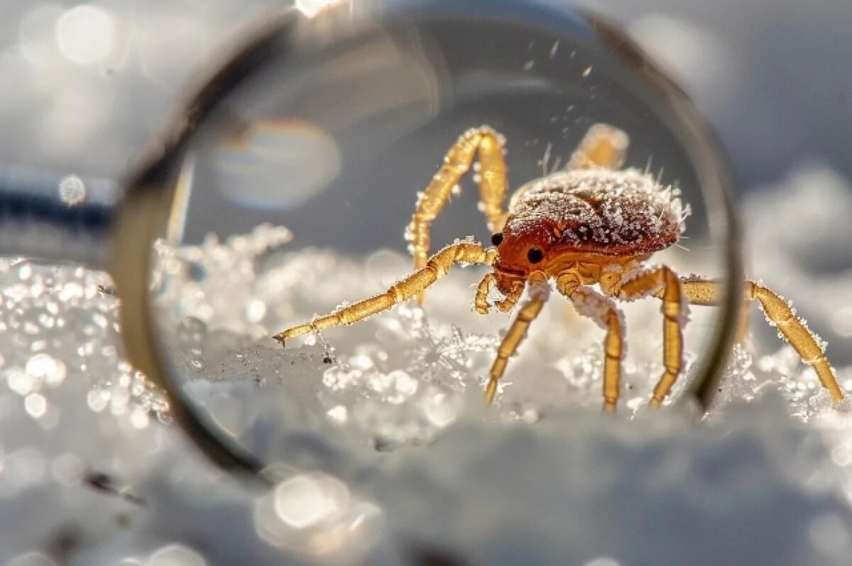    Сотни самарцев пострадали от клещей