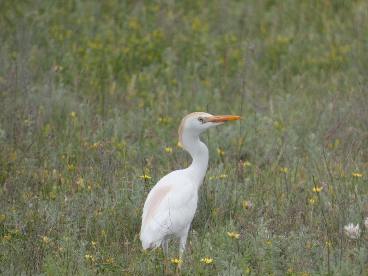 египетская цапля