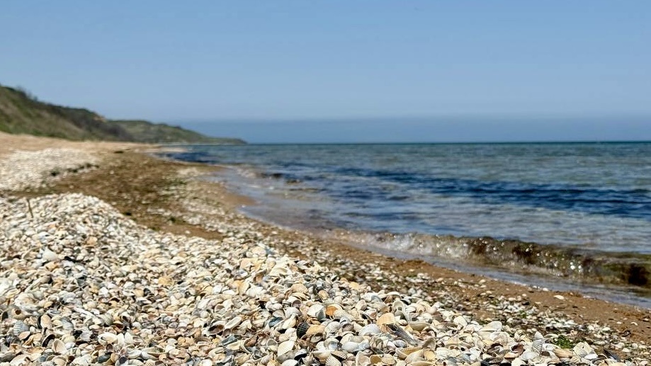 Ракушки на берегу Азовского моря в Кучугурах