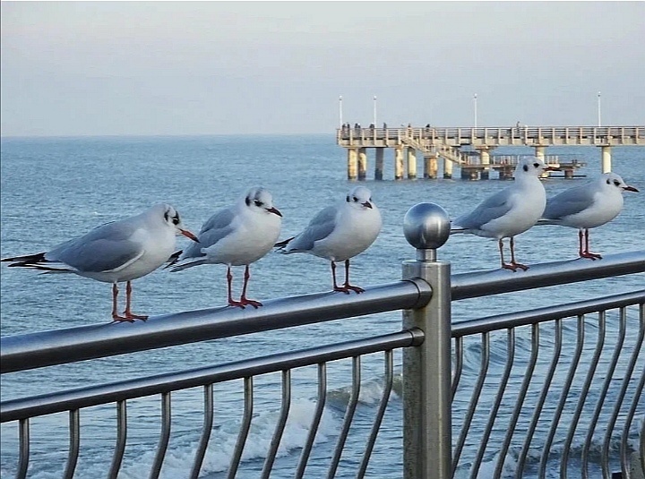 Балтийские чайки