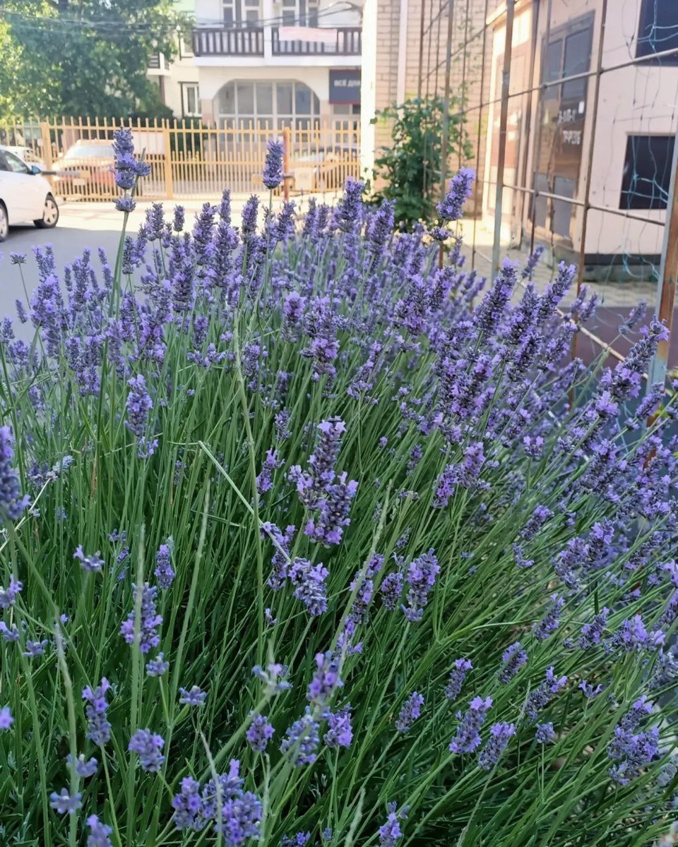 Лаванда у дома