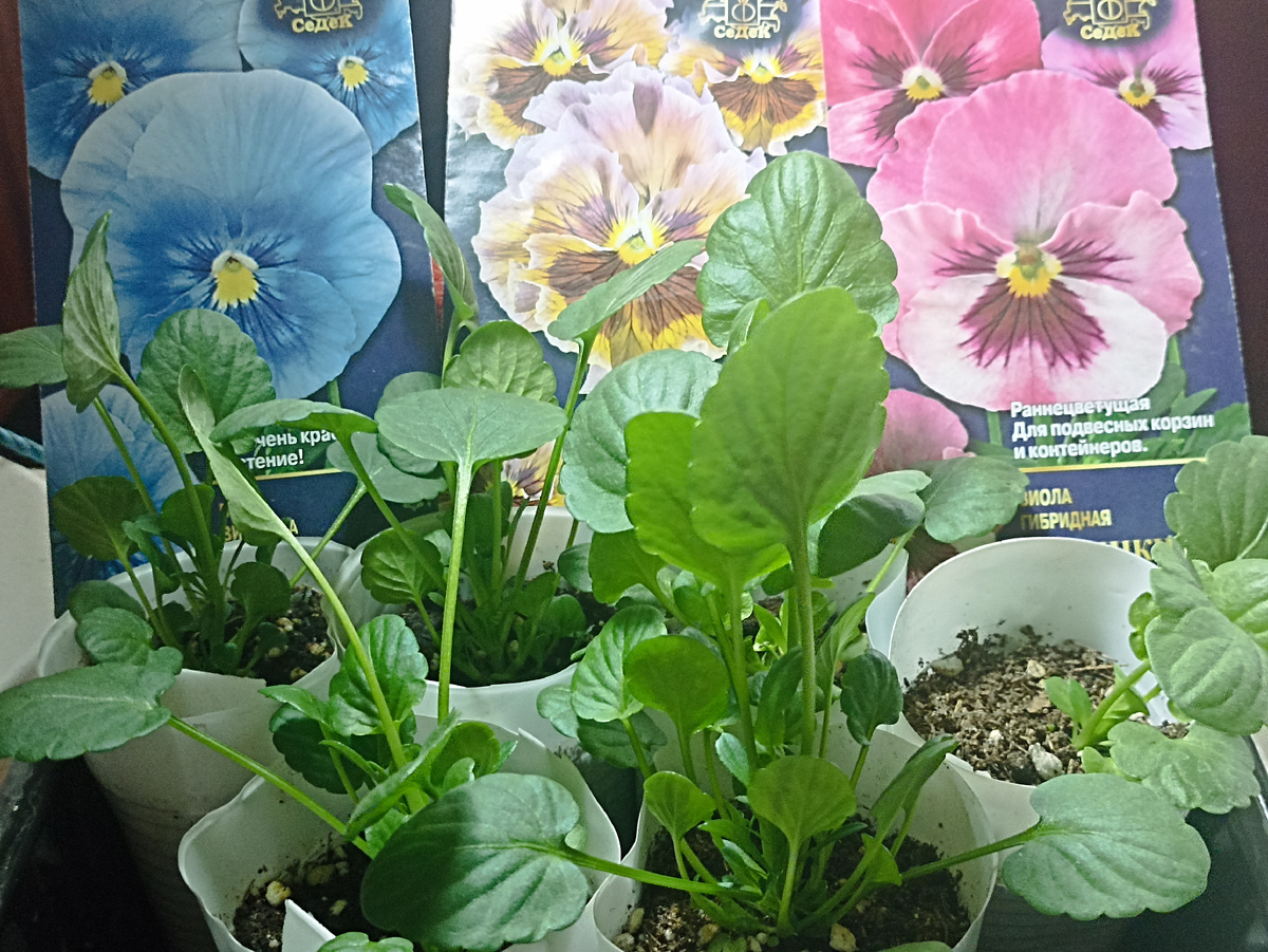 Рассада тестируемых Виол по состоянию на 6 мая 2025. года. Фото автора