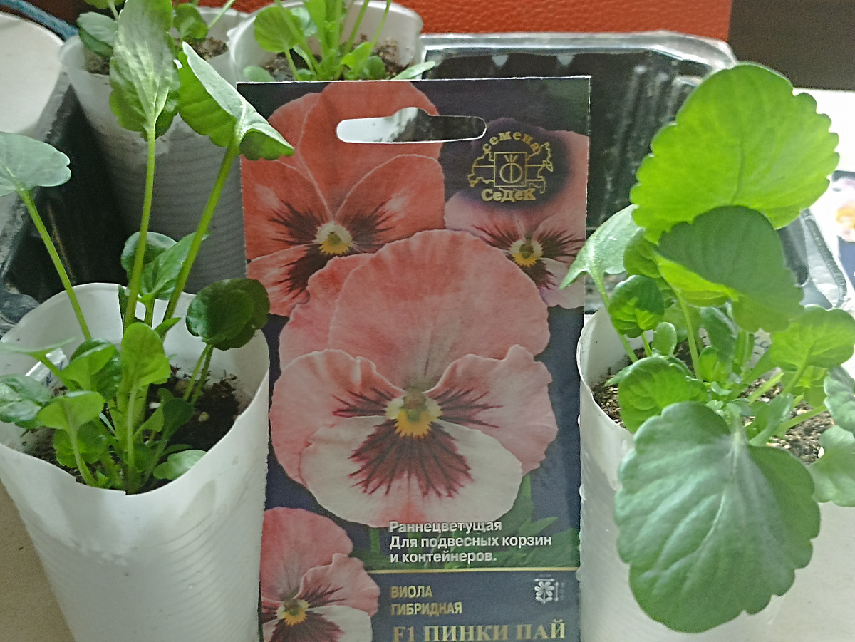 Рассада Виолы гибридной F1 Пинки Пай. Фото автора