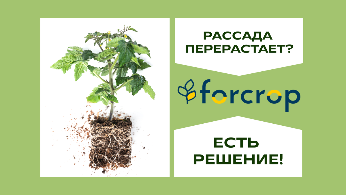 🌿 Переросшая рассада томатов — что делать и как не допустить?