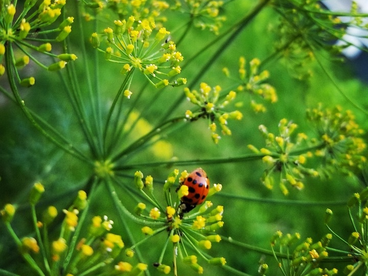 Укроп — секретный агент вашего огорода. Или то что ВЫ знали но забыли об укропе. Полезный дачный юмор