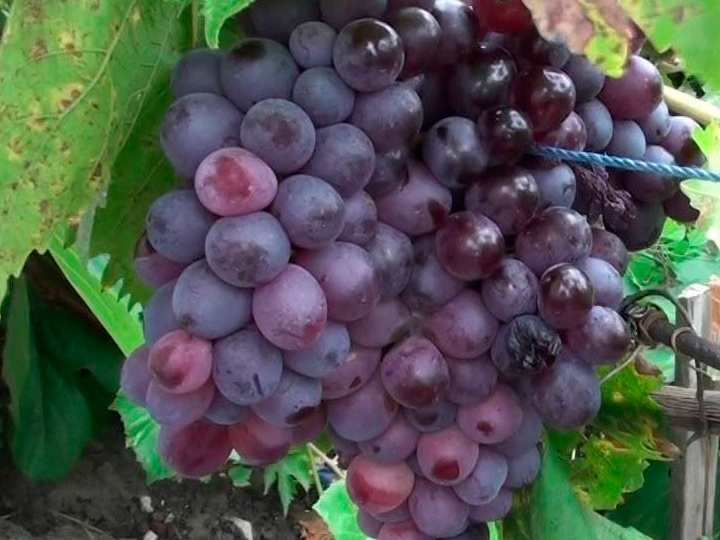Виноград "Восторг": Как вырастить виноград, который простит даже новичка?