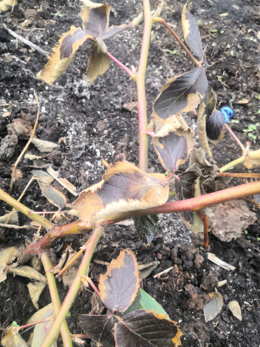 Побег ежевики, зимовавший без укрытия