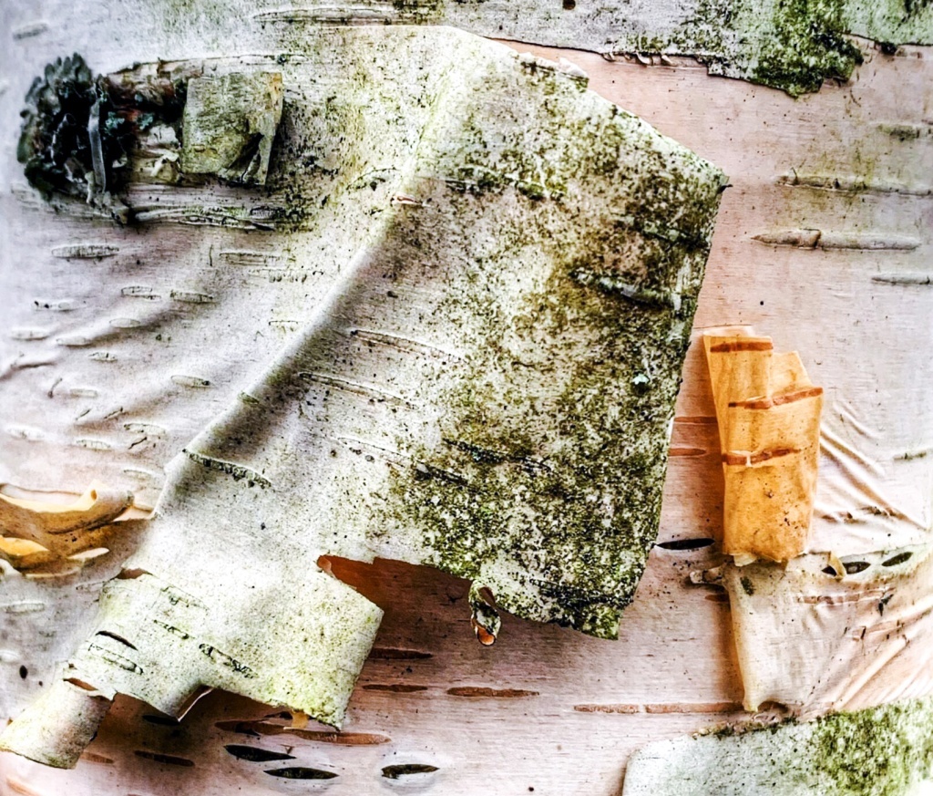 Береста состоит из многих тонких слоев, плотно соединенных друг с другом