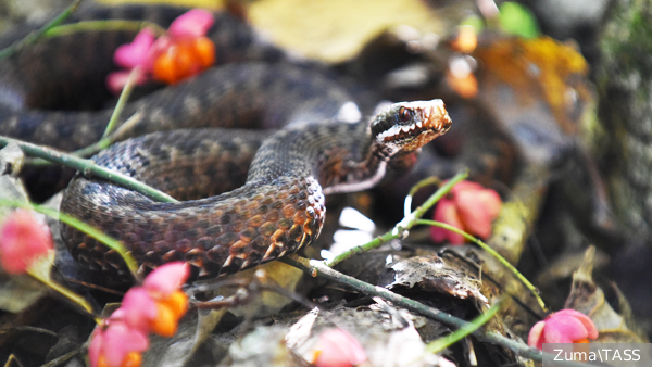     Фото: Zuma\TASS   
 Текст: Татьяна Косолапова
