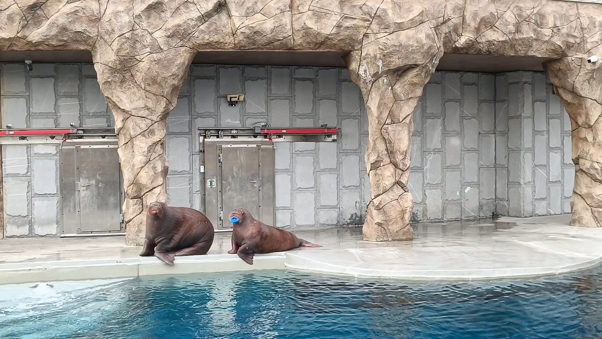 Моржихи в Московском зоопарке.