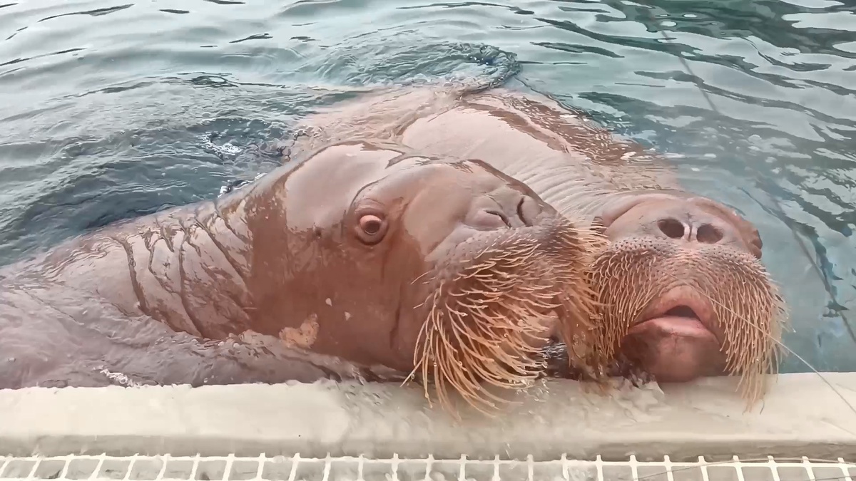 Моржихи в Московском зоопарке.