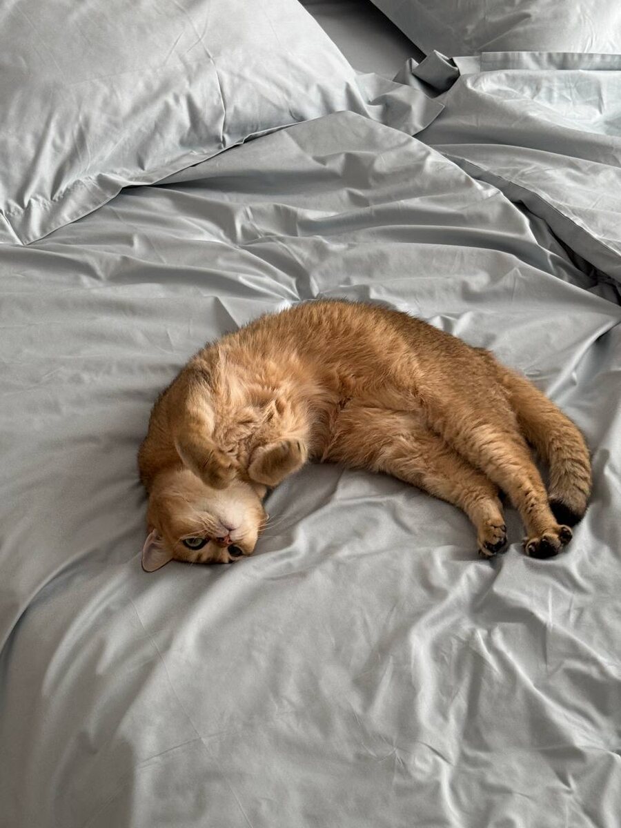 Котик плющится на комплекте из сатина 500ТС Sky