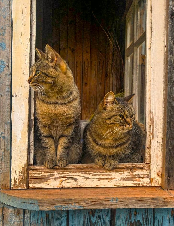 Из свободных источников