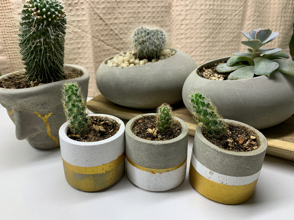 На фото растения, высаженные год назад. Как видите, вполне себе бодры и веселы, прилично подросли. 