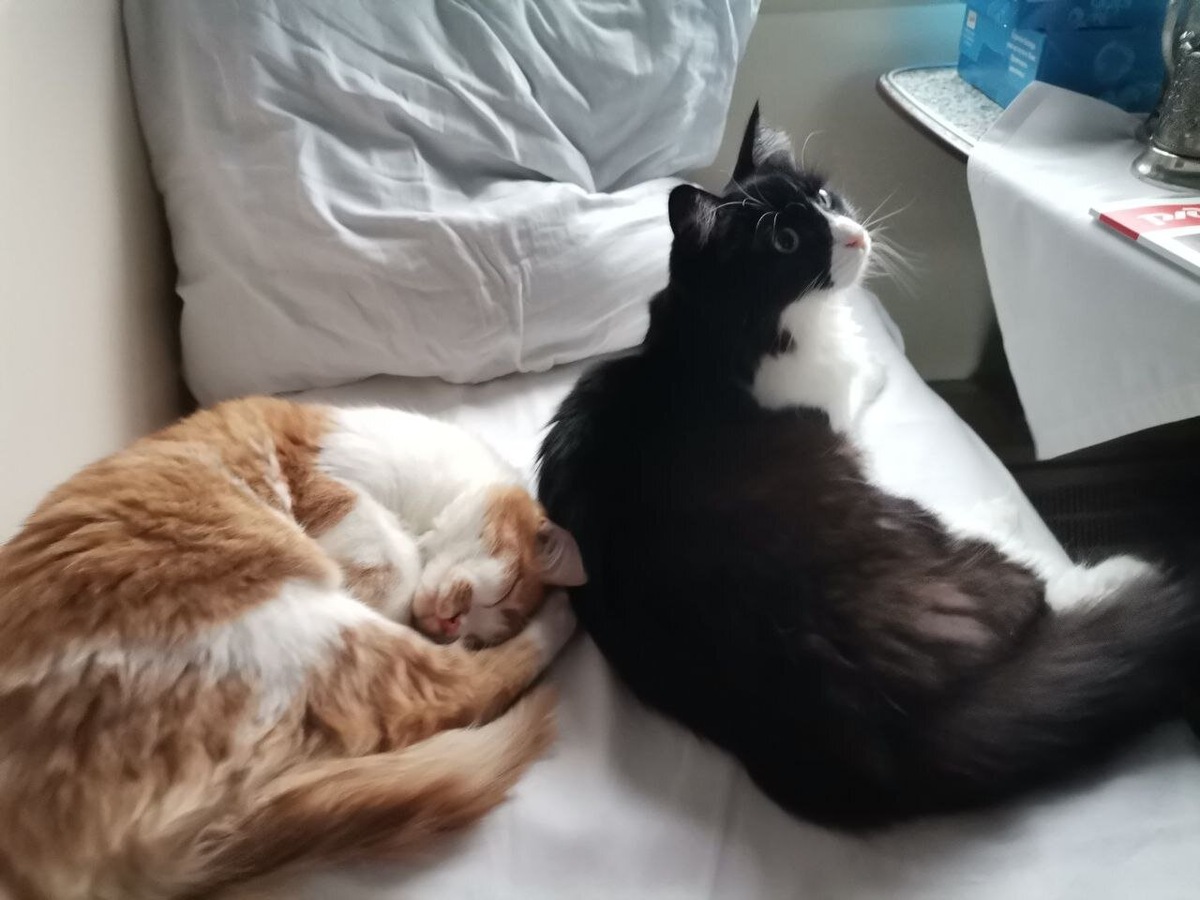 Мои коты -- храбрые путешественники. 