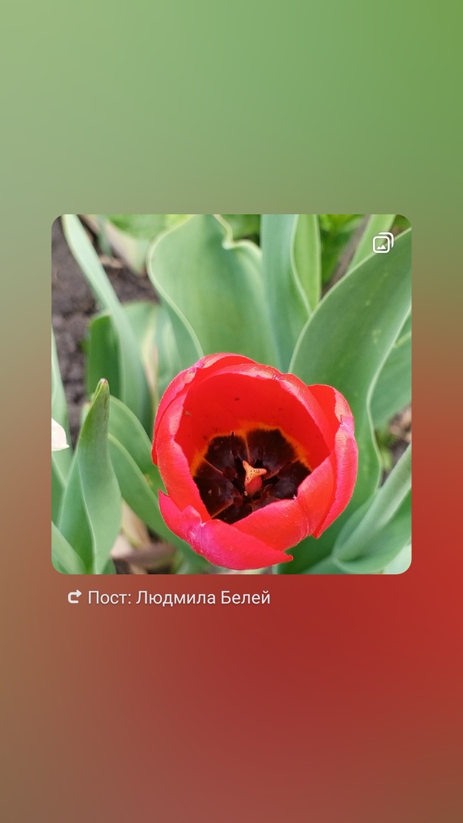 Личное фото автора