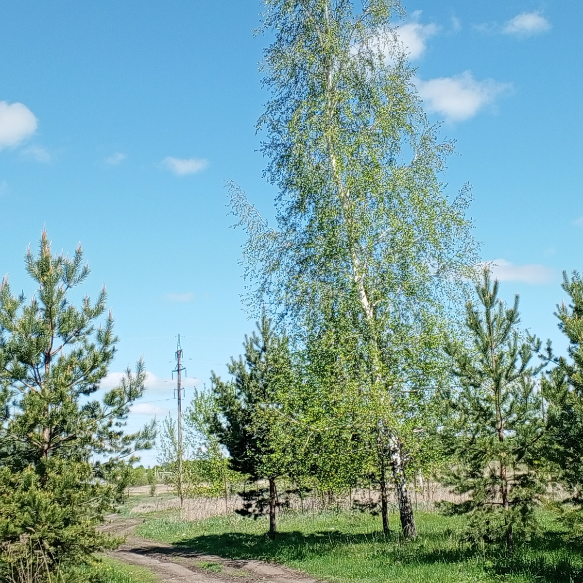 Чем то похожа эта фотография на иллюстрацию к стихам Есенина, вы не находите?)