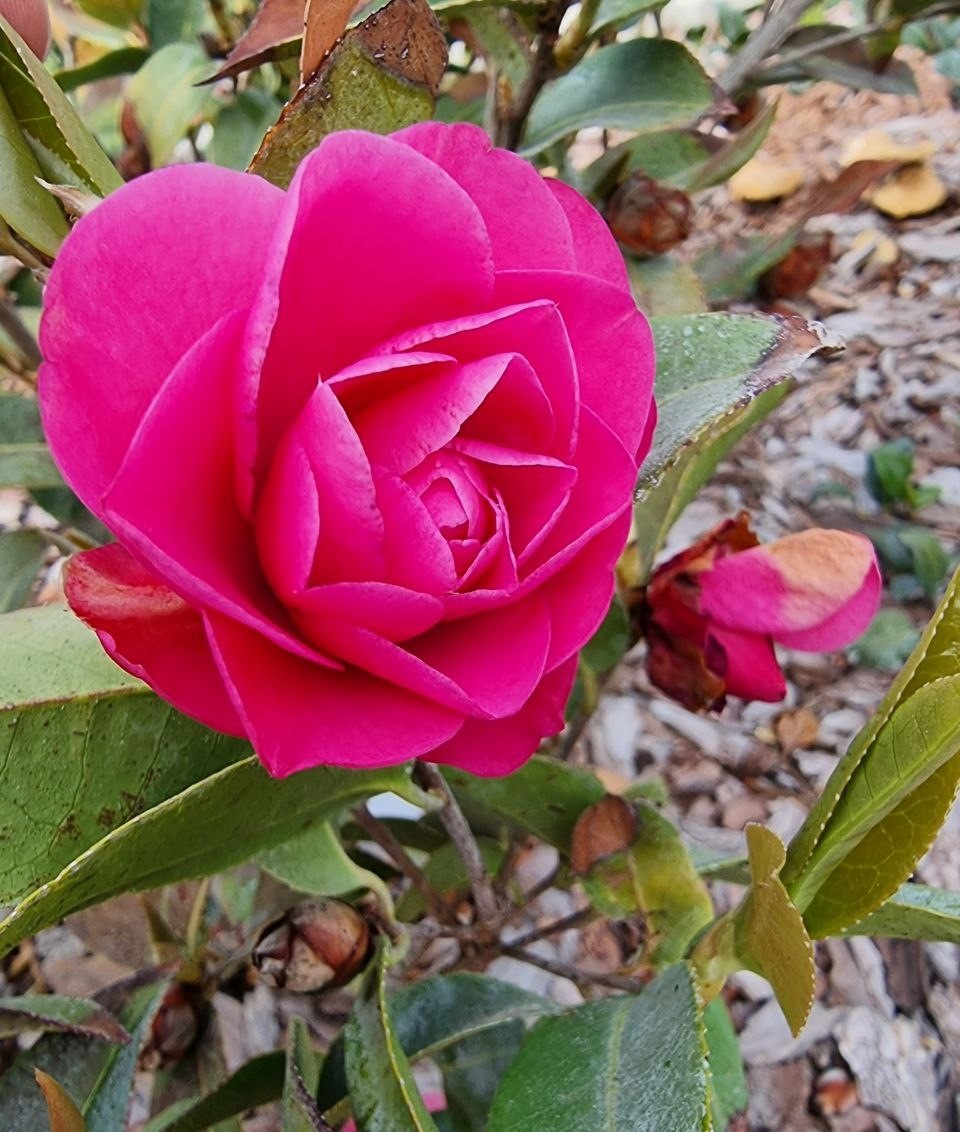 Camellia × williamsii 'Debbie'. Апрель. Анапа.