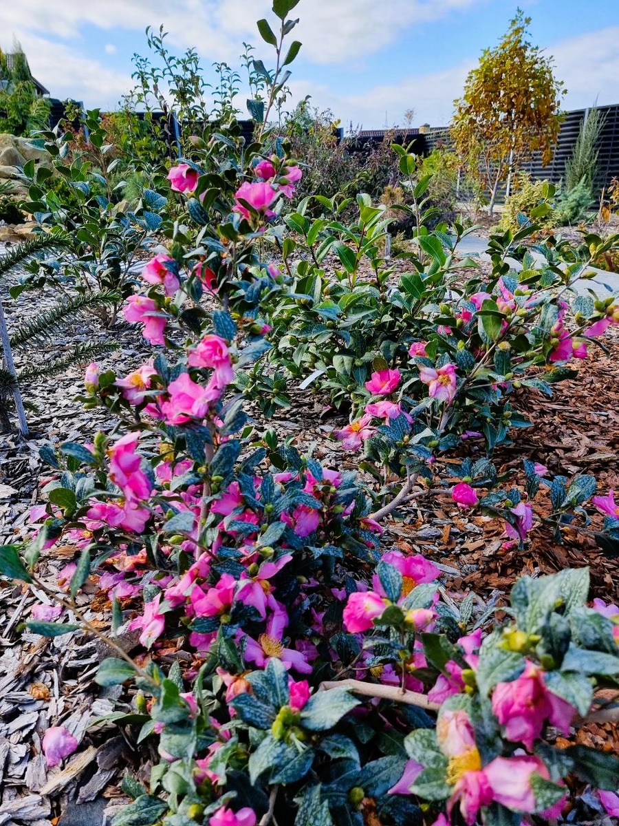 Цветение Camellia sasanqua 'Plantation Pink' в моем южном саду. Ноябрь. Анапа.