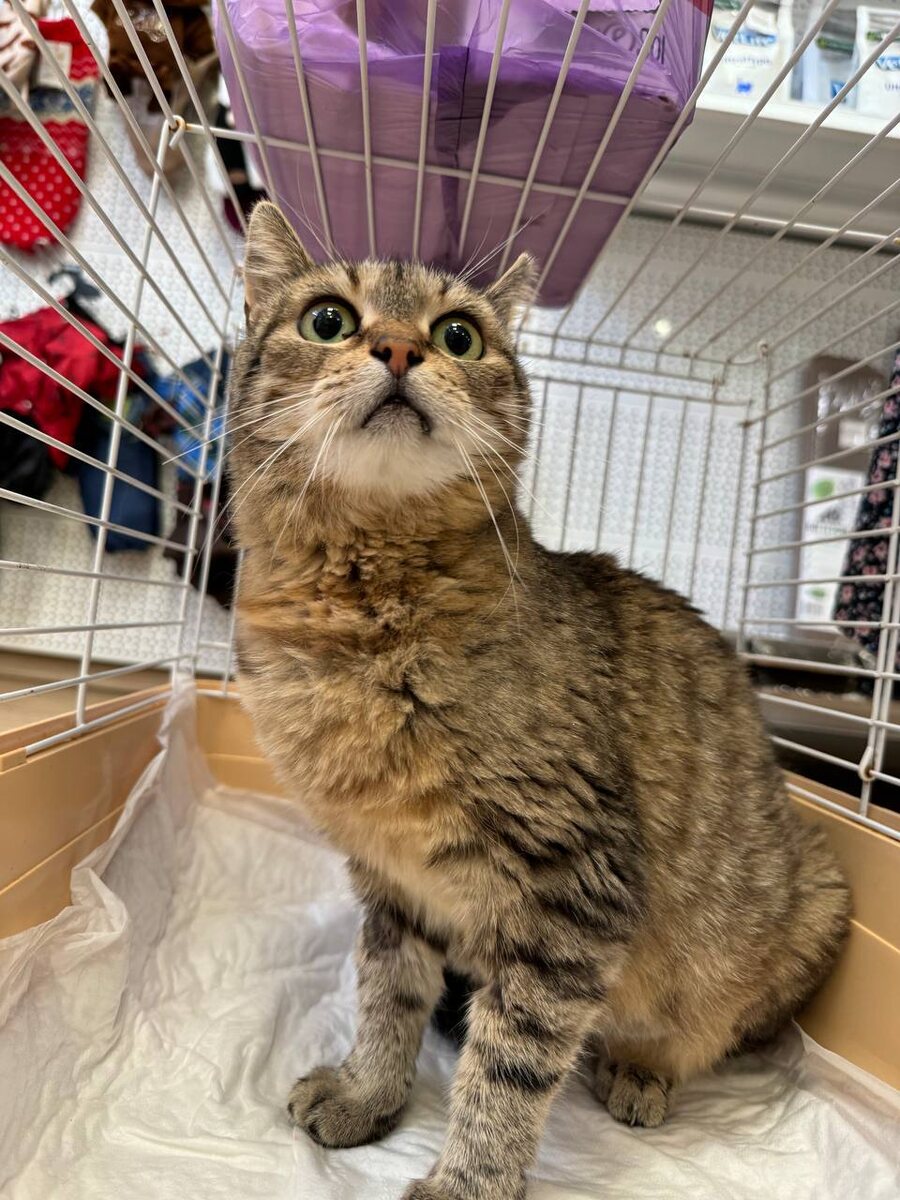 Шпротная красавица Ася. Фото из архива автора