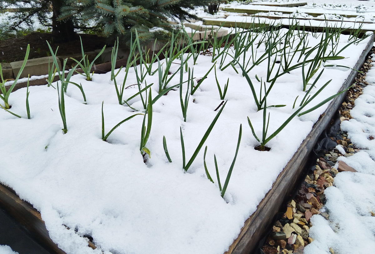 2 мая 2025:год, выпал снег