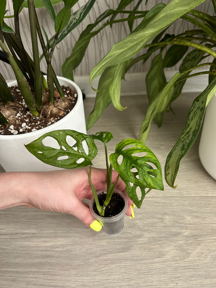 Монстера манки (monstera monkey / adansonii)