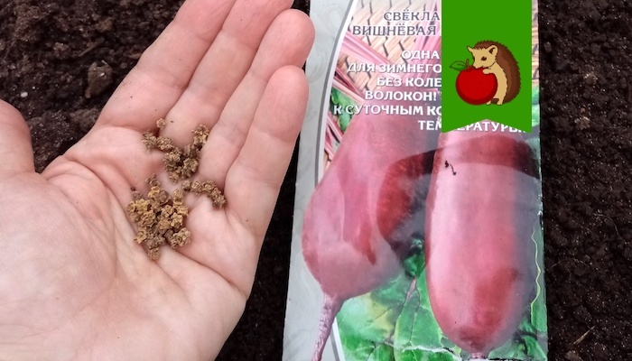 Благоприятные дни для посадки моркови и свеклы в мае 2025 года