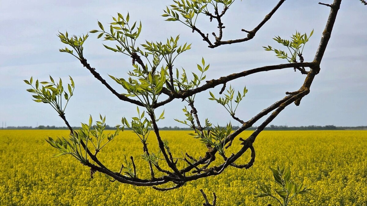     Автор: KubanPress