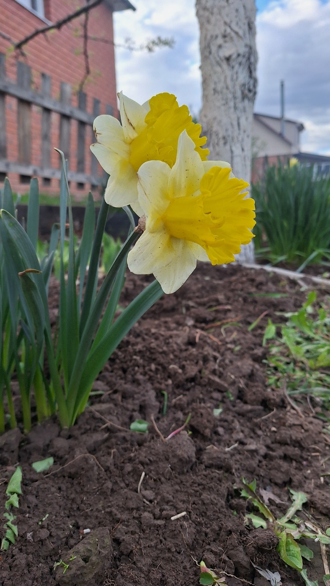 Фото автора. Нарциссы