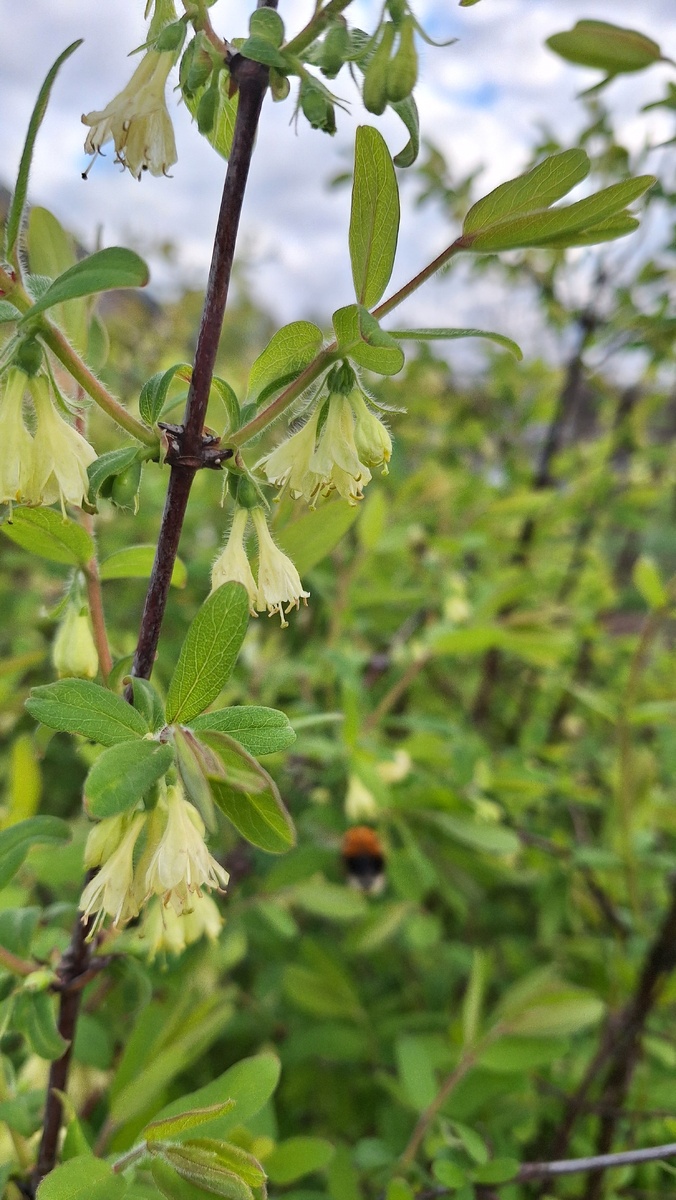 Фото автора. Цветущая жимолость.